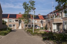 Afbeelding 1 van Haagbeuk (opgeleverd)