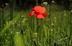 Afbeelding 1 van Lente in de tuin!